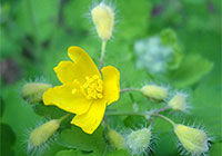 Homeopathie